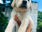 Labrador puppy