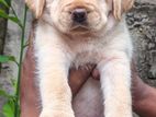labrador puppy