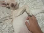 Labrador Puppy for Kind Home