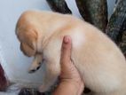 Labrador Puppy