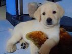 Labrador Puppy