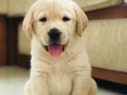 Labrador Puppy