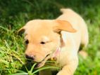 Labrador Puppy