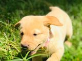 Labrador Puppy