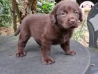 Labrador Puppy