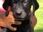Labrador Puppy