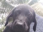 Labrador Puppy
