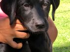 Labrador Puppy