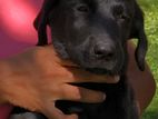 Labrador Puppy