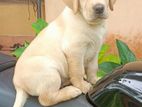 Labrador Puppy