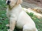 Labrador Puppy