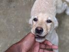 Labrador Puppy