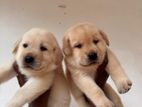 Labrador Puppies