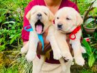 Labrador Puppy