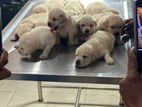 Labrador Puppy