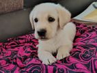 Labrador Puppy