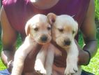 Labrador Puppy