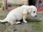 Labrador Puppy