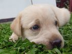 Labrador Puppy