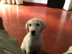 Labrador Puppy