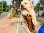 Labrador Puppy