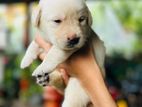 Labrador Puppy