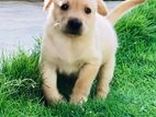 Labrador Puppy