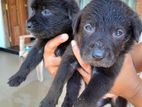 Labrador Puppy