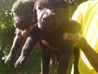 Labrador Puppy