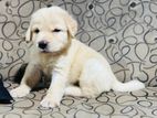 Labrador Puppy