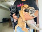 Labrador Puppies