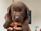 Labrador Puppy