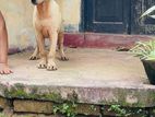 Labrador Puppy