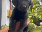 Labrador Puppy
