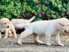 Labrador Puppy