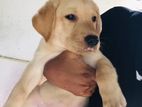 Labrador Puppy