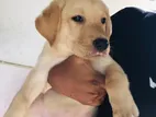 Labrador Puppy
