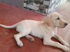 Labrador Puppy