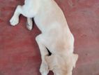 Labrador Puppy