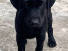 Labrador Puppy