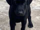 Labrador Puppy