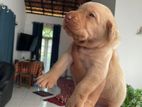 Labrador Puppy