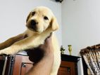 Labrador Puppy