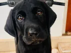 Labrador Puppy