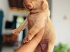 Labrador Puppy