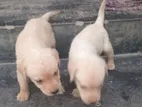 Labrador Puppies