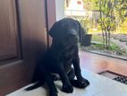 Labrador Puppy