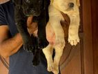 Labrador Puppy