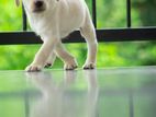 Labrador Puppy