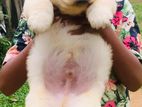 Labrador Puppies